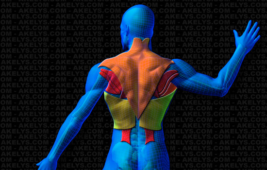 Quels sont les muscles qui composent le dos et comment les cibler